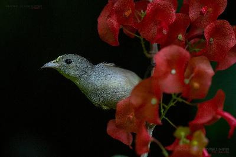 Pale billed Flowerpecker