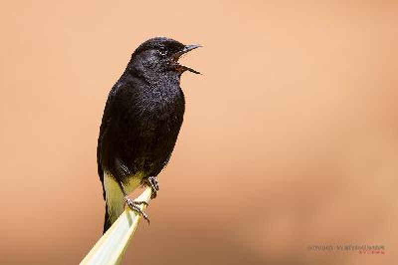Pied BushChat