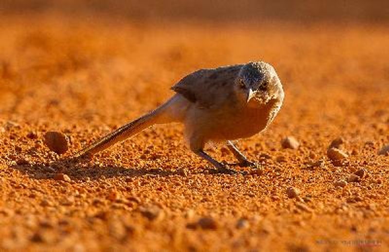 Large Grey Babbler