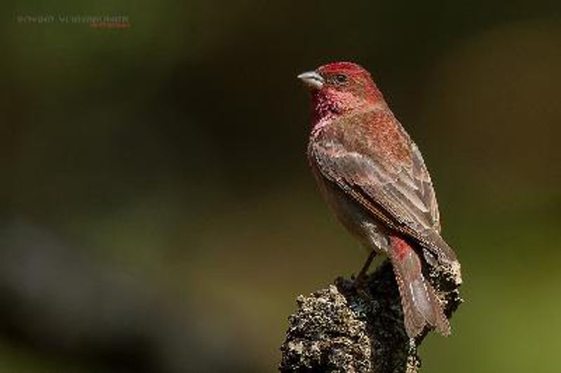 Common Rosefinch