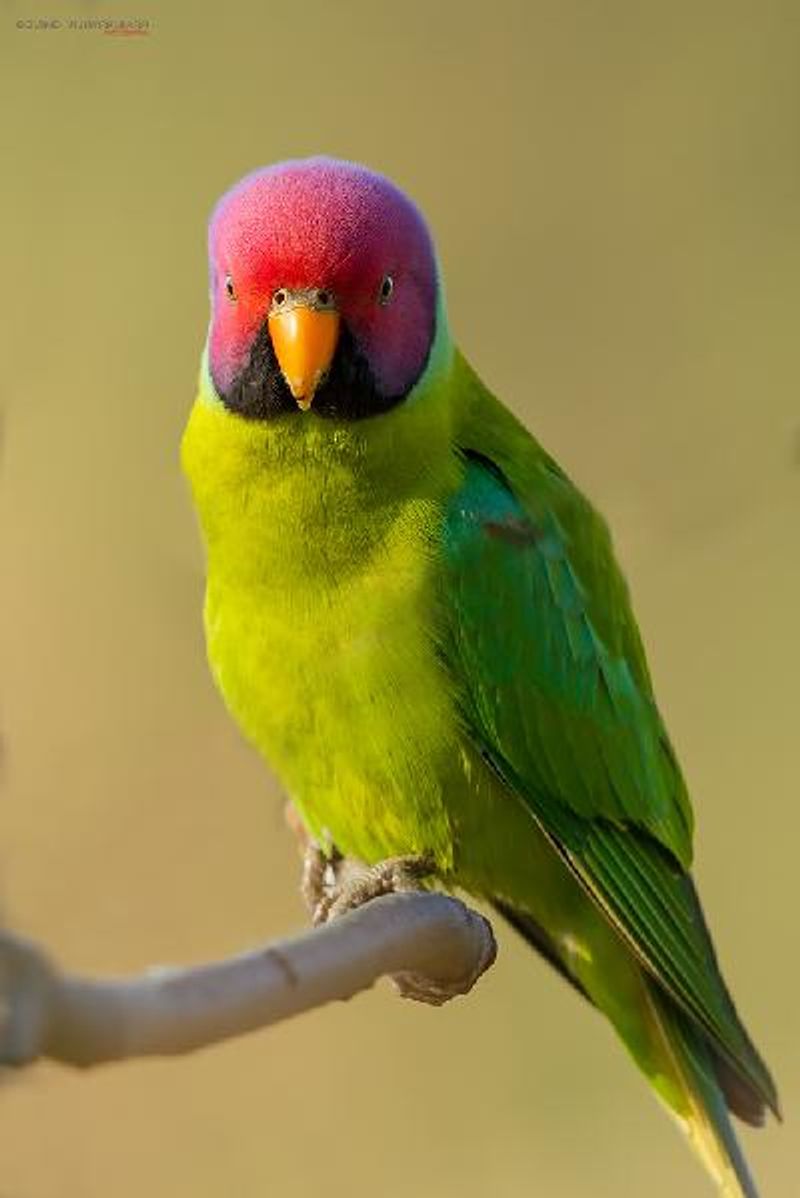 Plum headed Parakeet