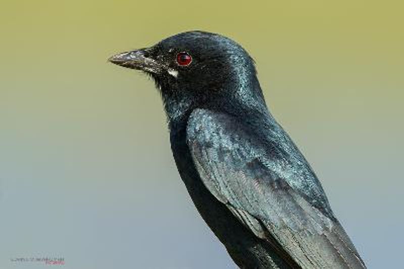 Black Drongo