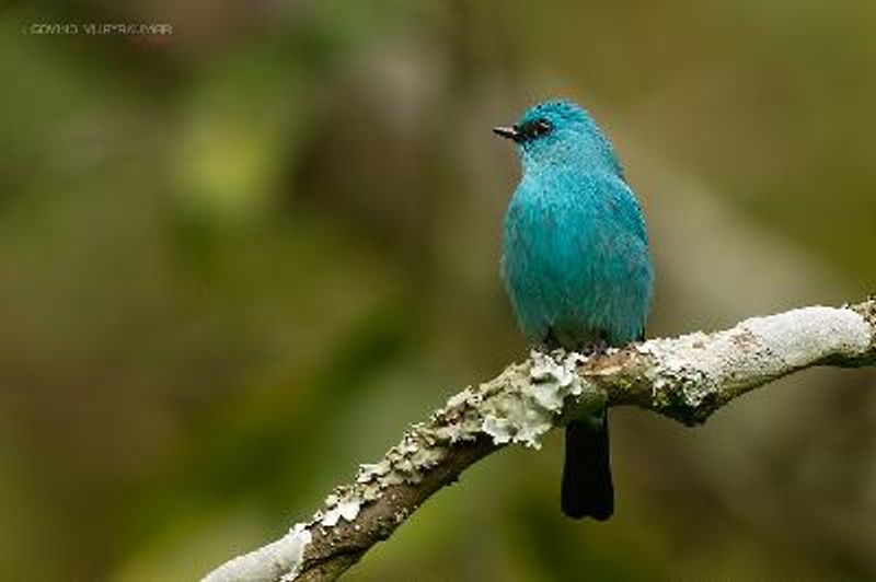 Verditer Flycatcher