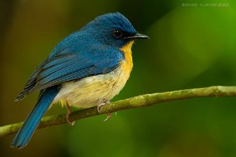 Tickell's Blue Flycatcher