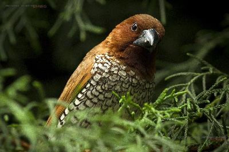 Scaly breasted Munia