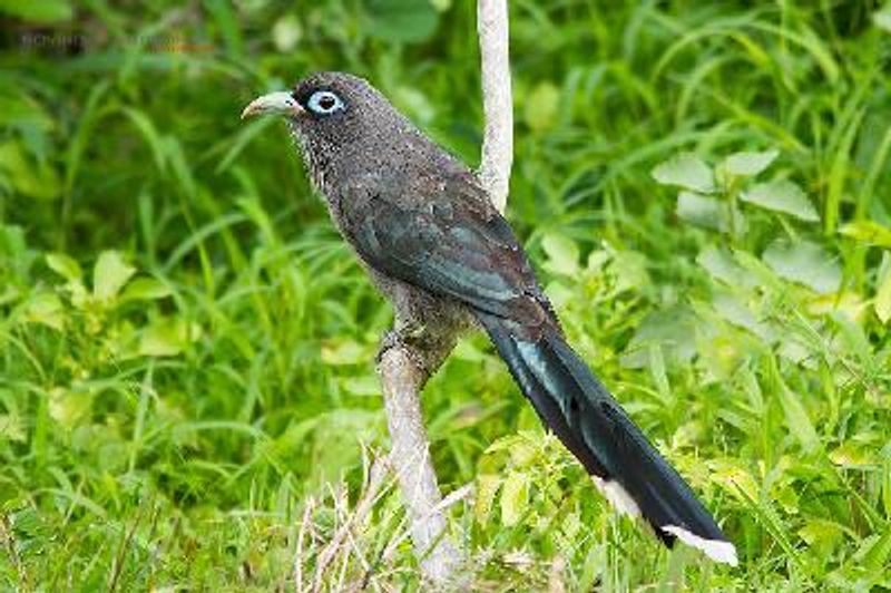 Blue faced Malkoha