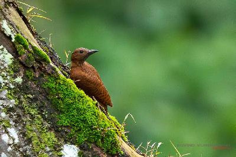 Rufous Woodpecker