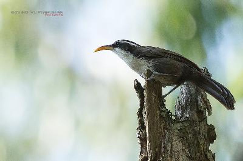 Indian Scimitar Babbler