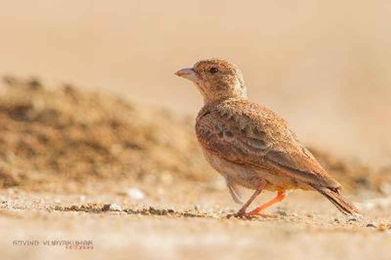 Ashy crowned Sparrow Lark