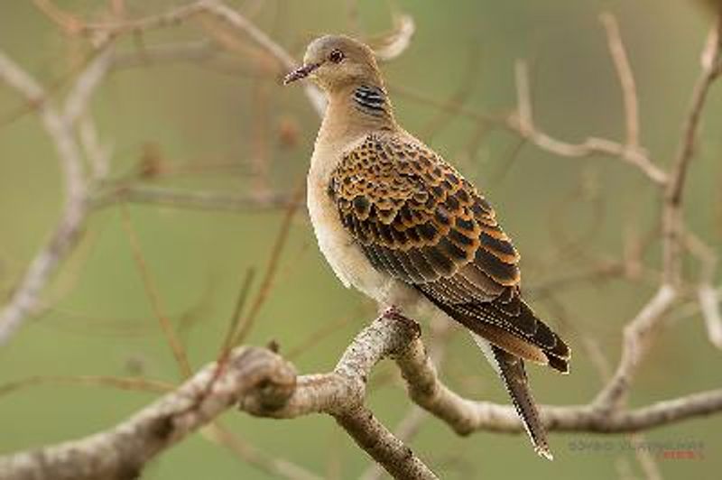 Oriental Turtle Dove