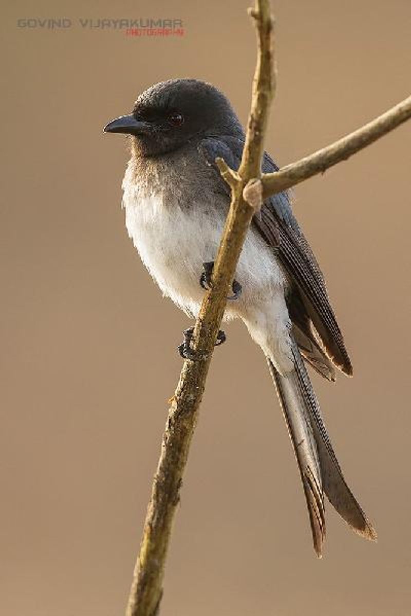 White bellied Drongo