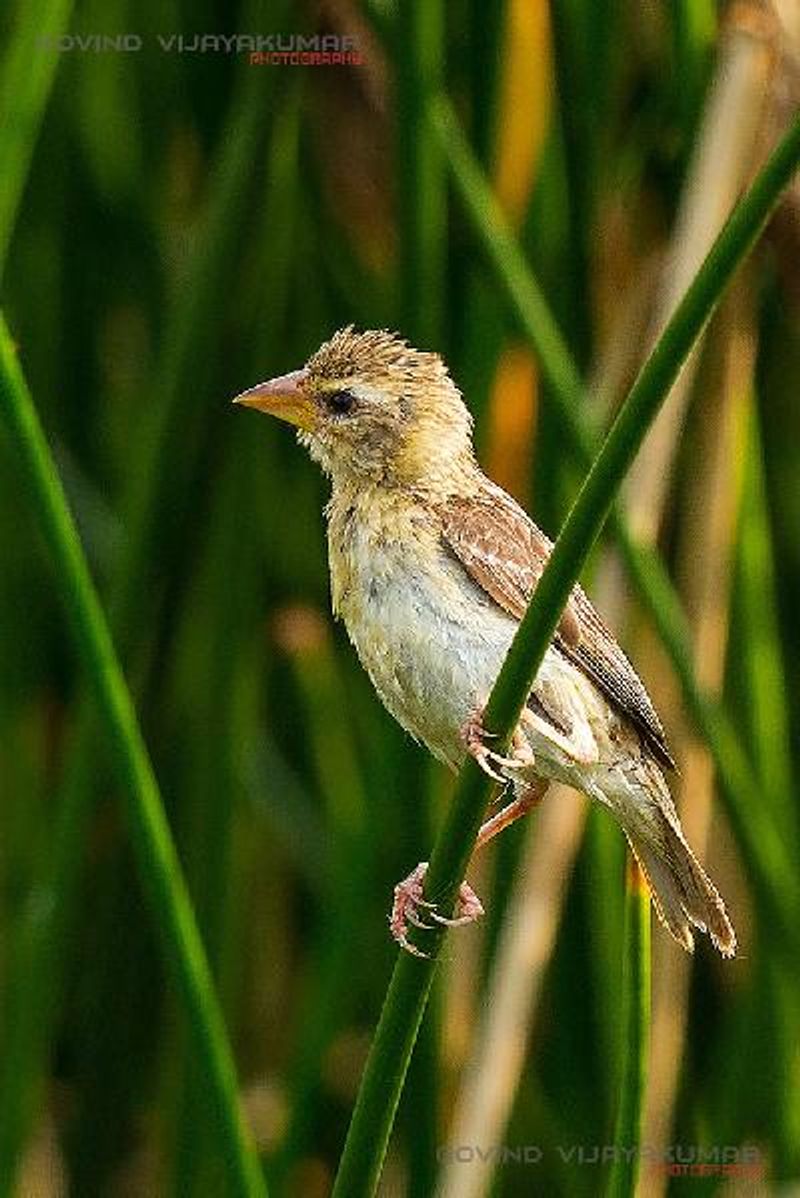 Baya Weaver