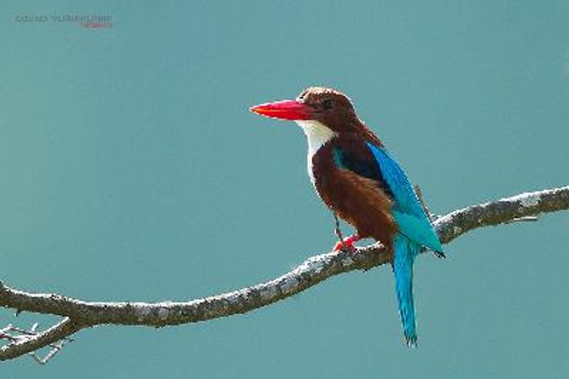 White throated Kingfisher