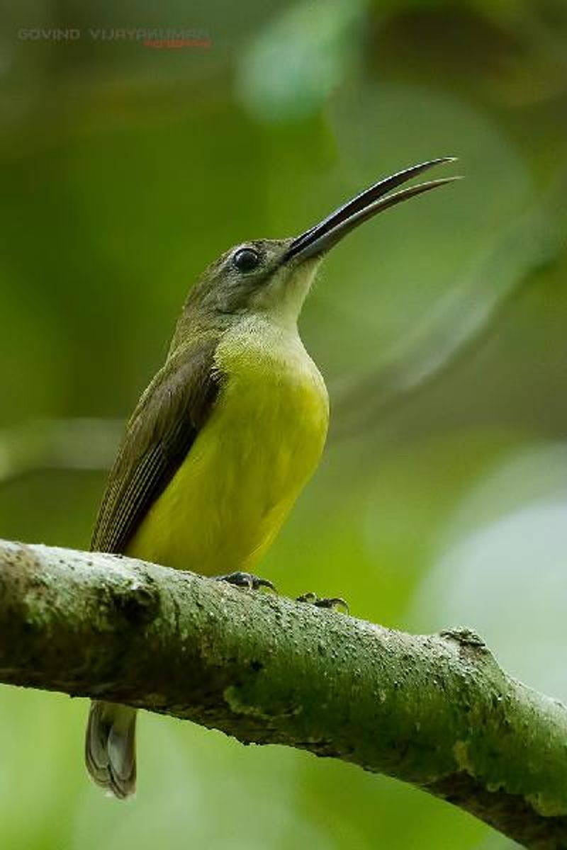 Little Spiderhunter