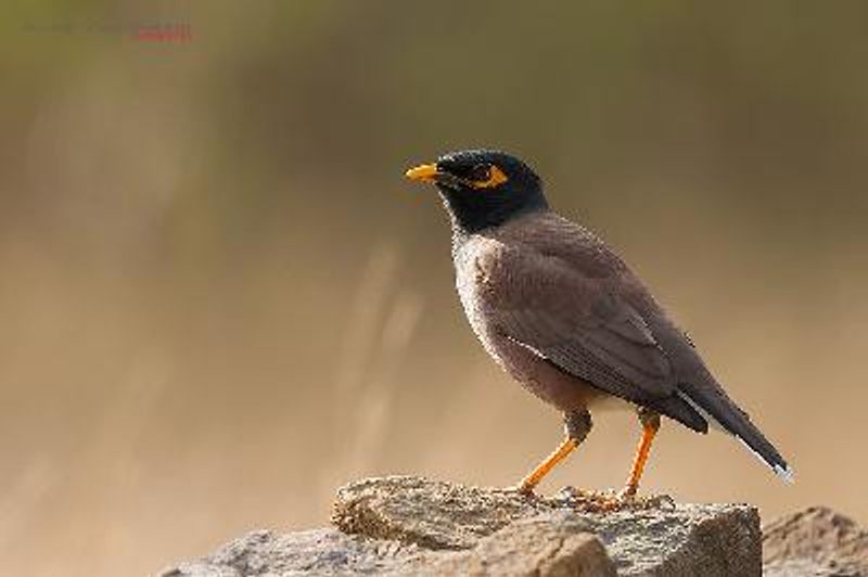 Common Myna