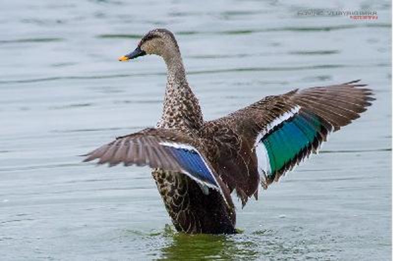 Indian Spot billed Duck