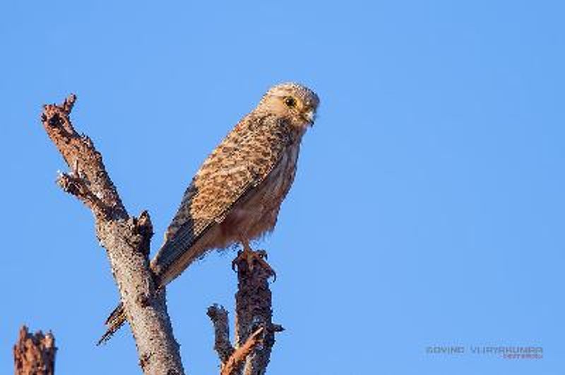 Common Kestrel