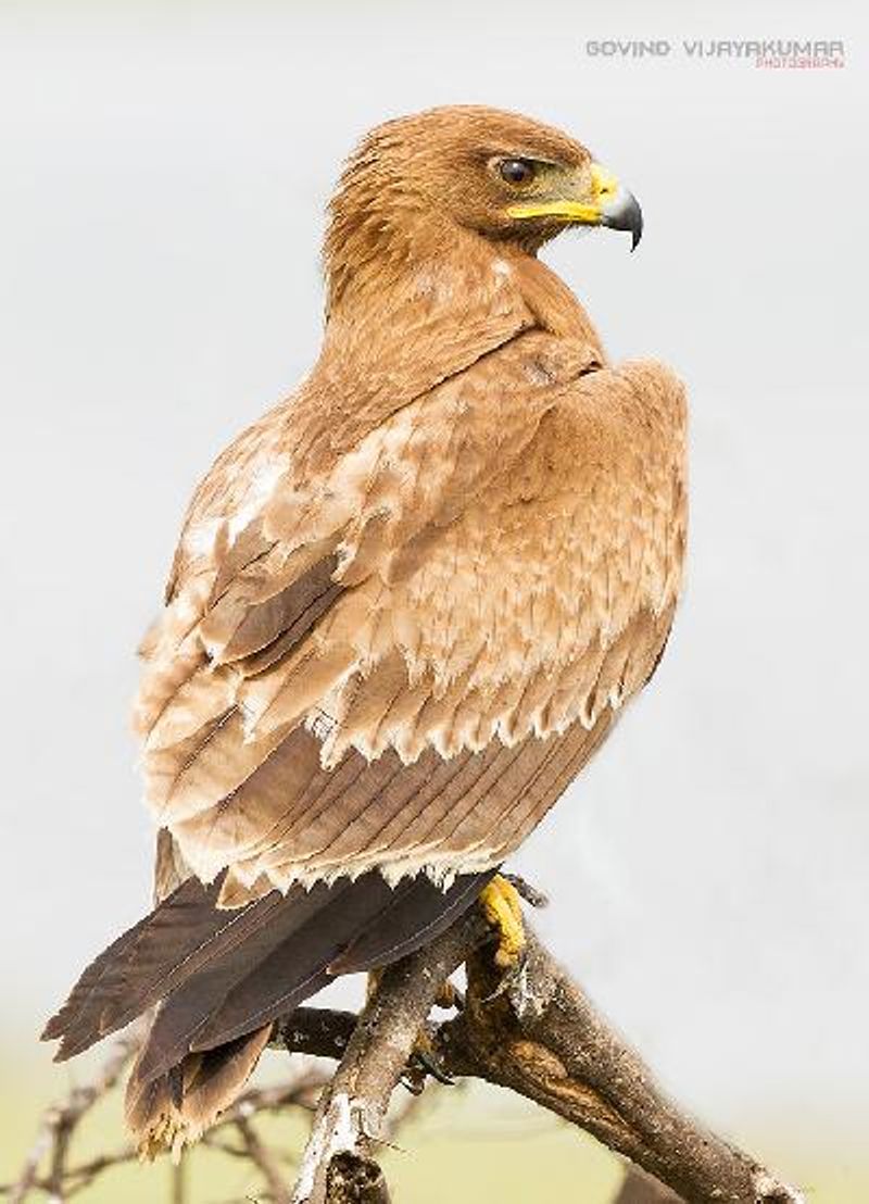Indian Spotted Eagle