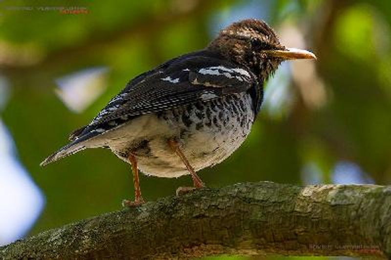 Pied Thrush