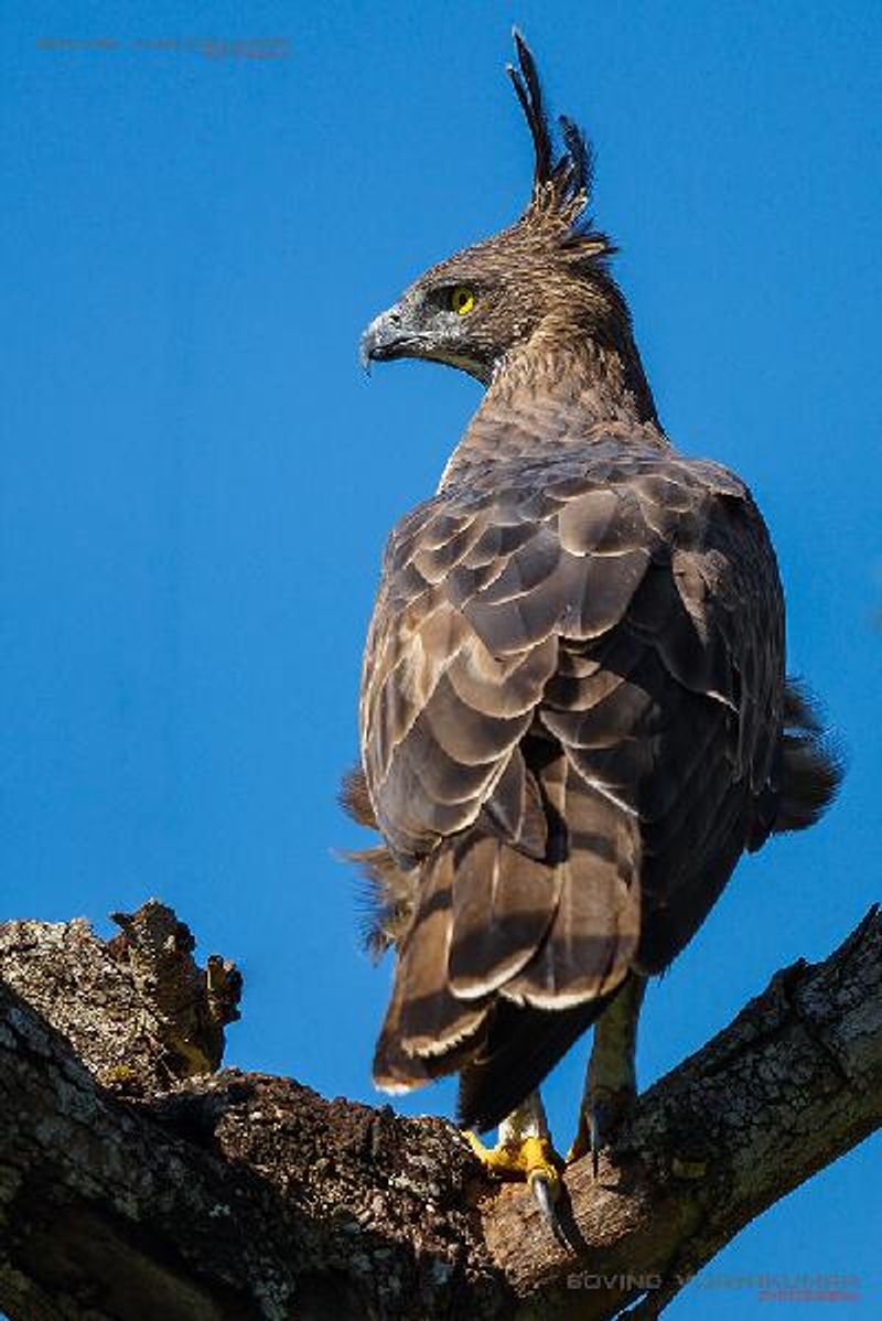 Crested Hawk Eagle