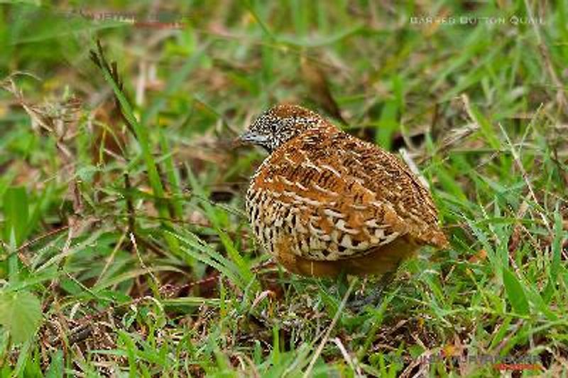 Barred Buttonquail