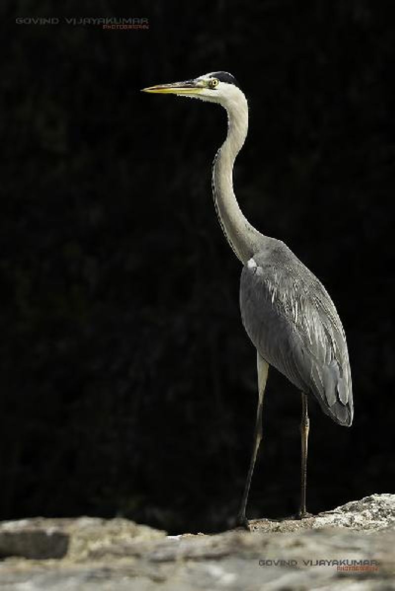 Grey Heron