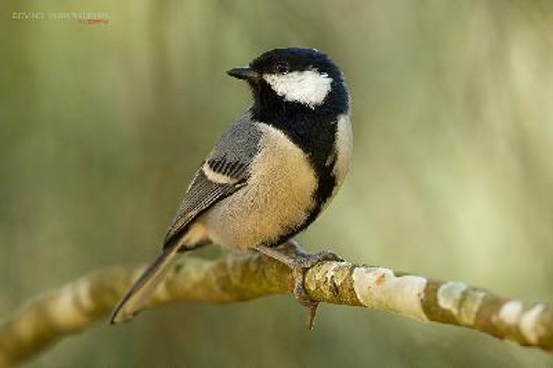 Cinereous Tit