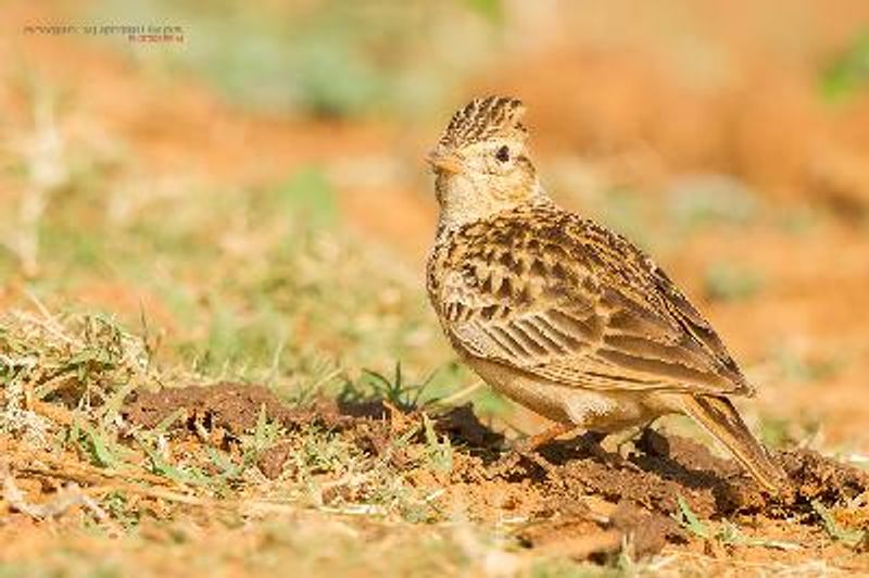 Oriental Skylark