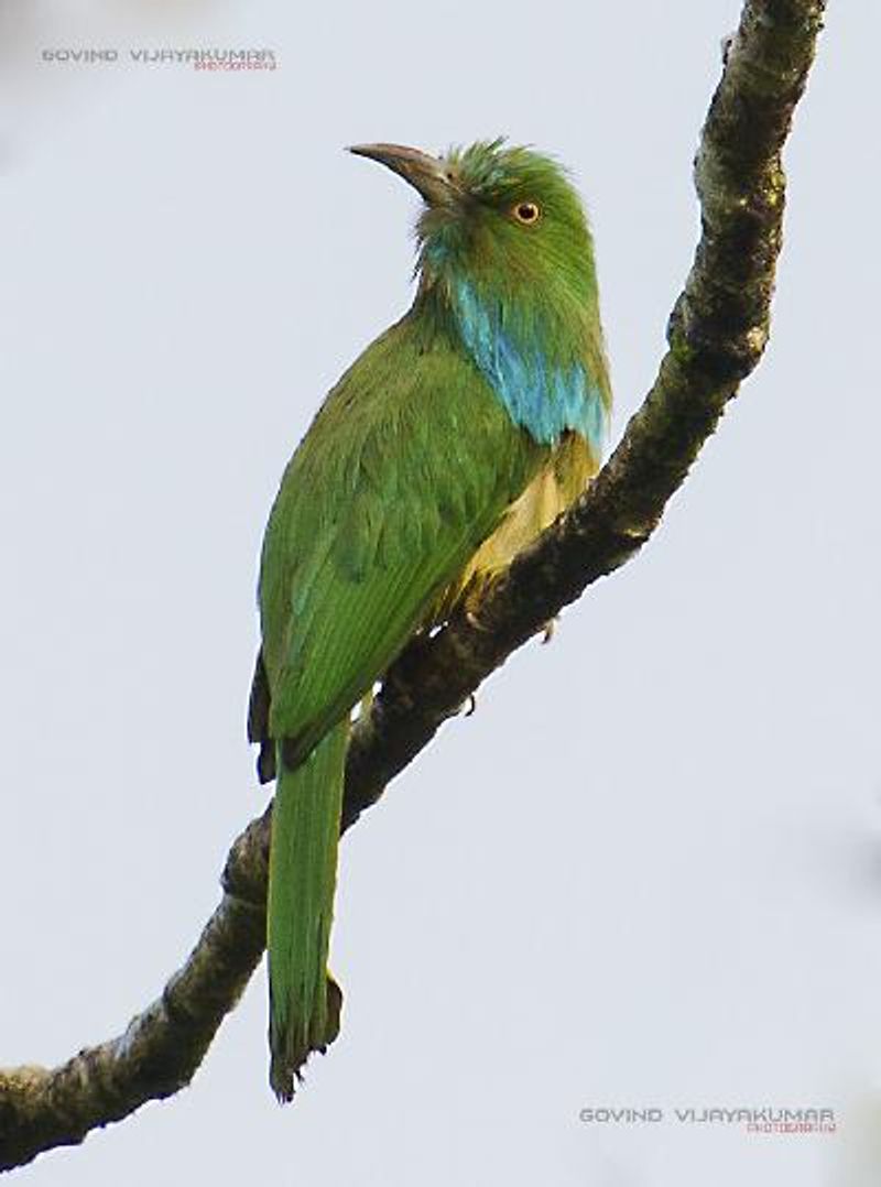 Blue bearded Bee eater