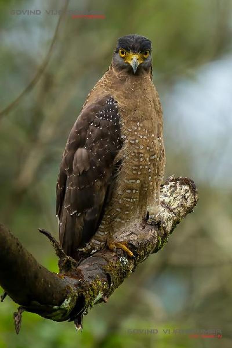 Crested Serpent Eagle