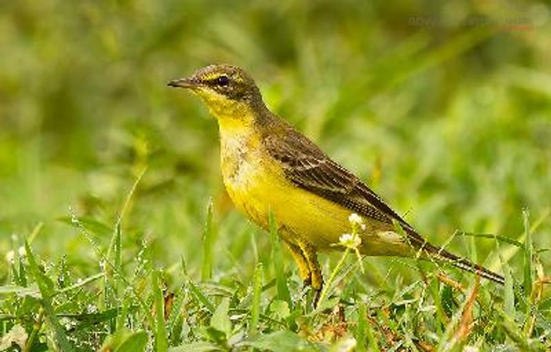 Western Yellow Wagtail