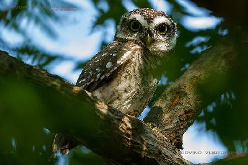 Spotted Owlet