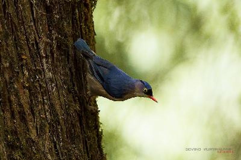 Velvet fronted Nuthatch