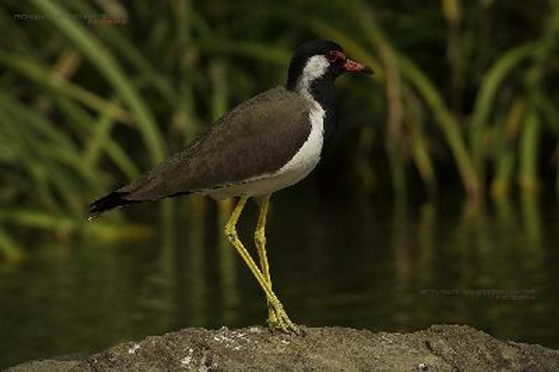 Red wattled Lapwing