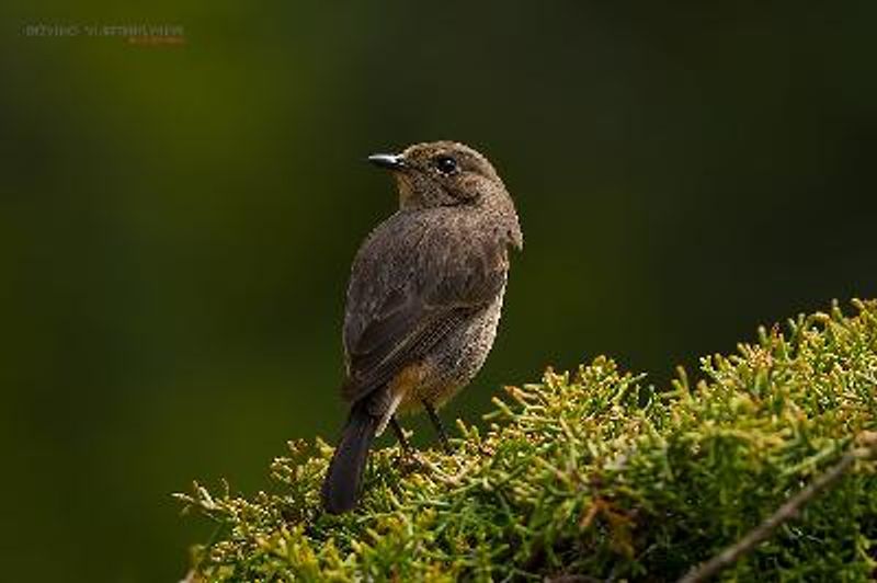 Pied BushChat