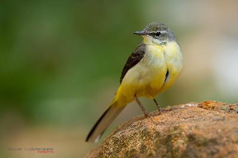 Grey Wagtail