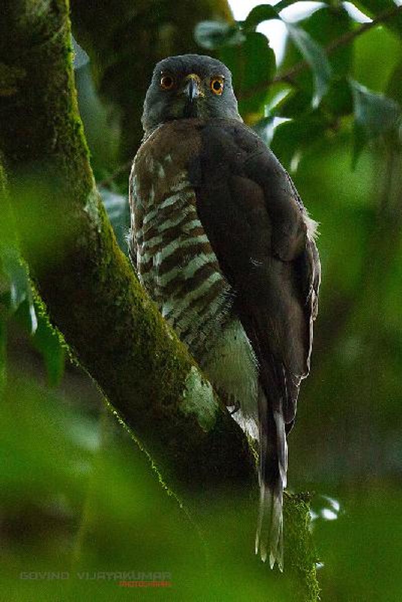 Crested Goshawk