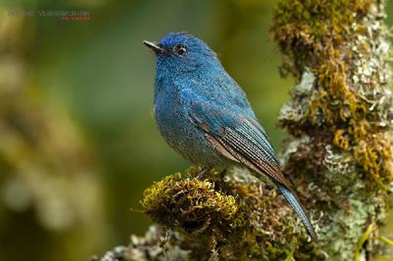 Nilgiri Flycatcher