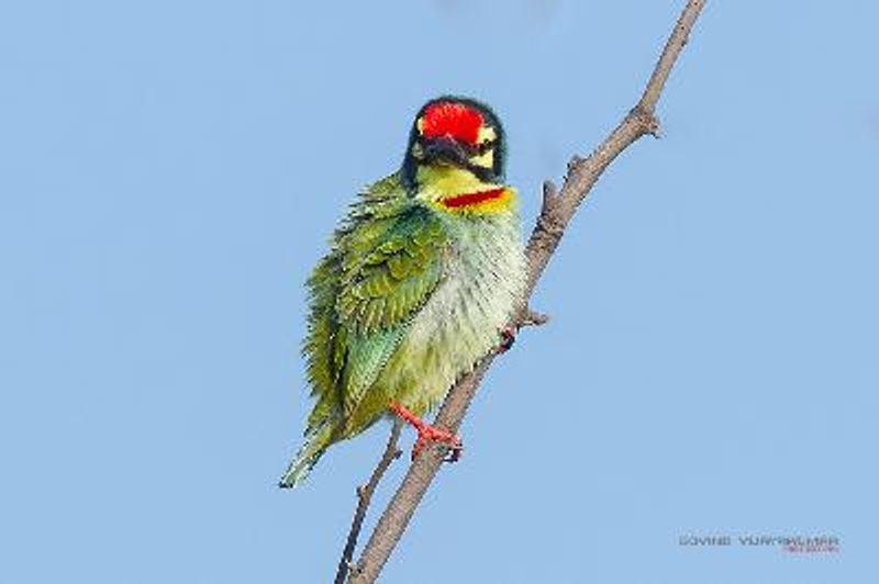 Coppersmith Barbet