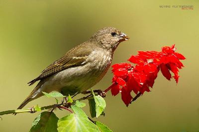 Common Rosefinch