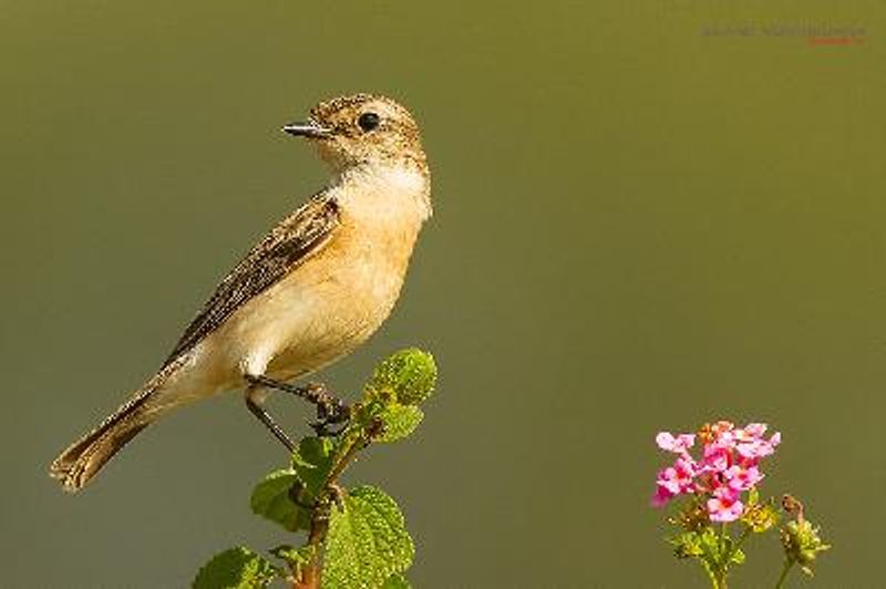 Siberian Stonechat