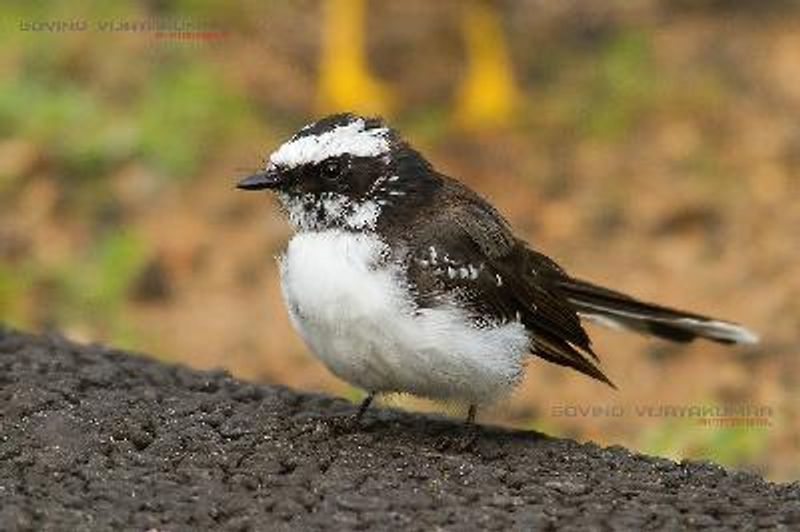 White browed Fantail