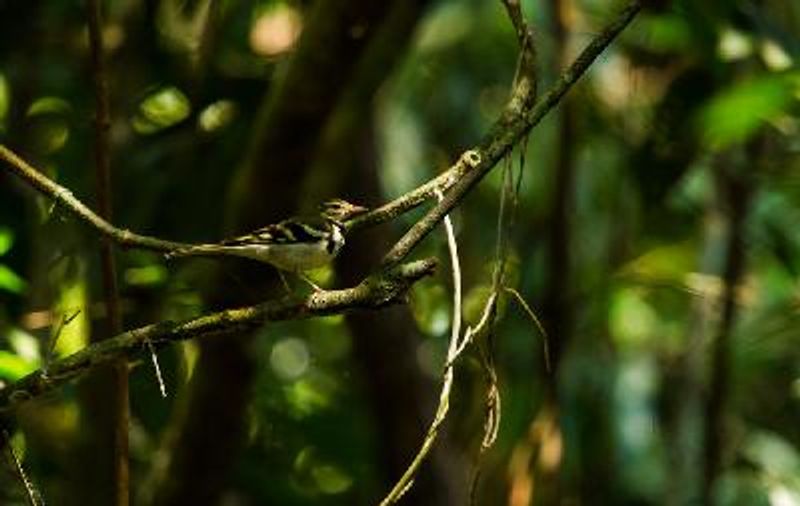 Forest Wagtail