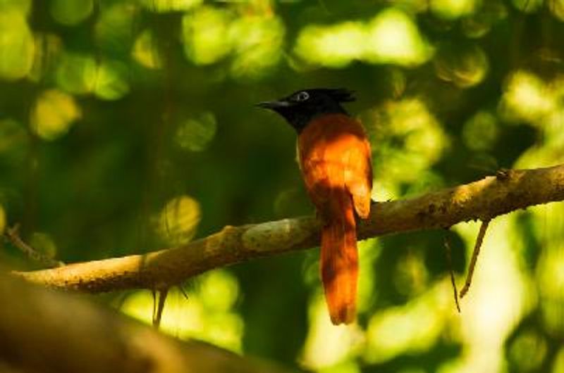 Indian Paradise Flycatcher