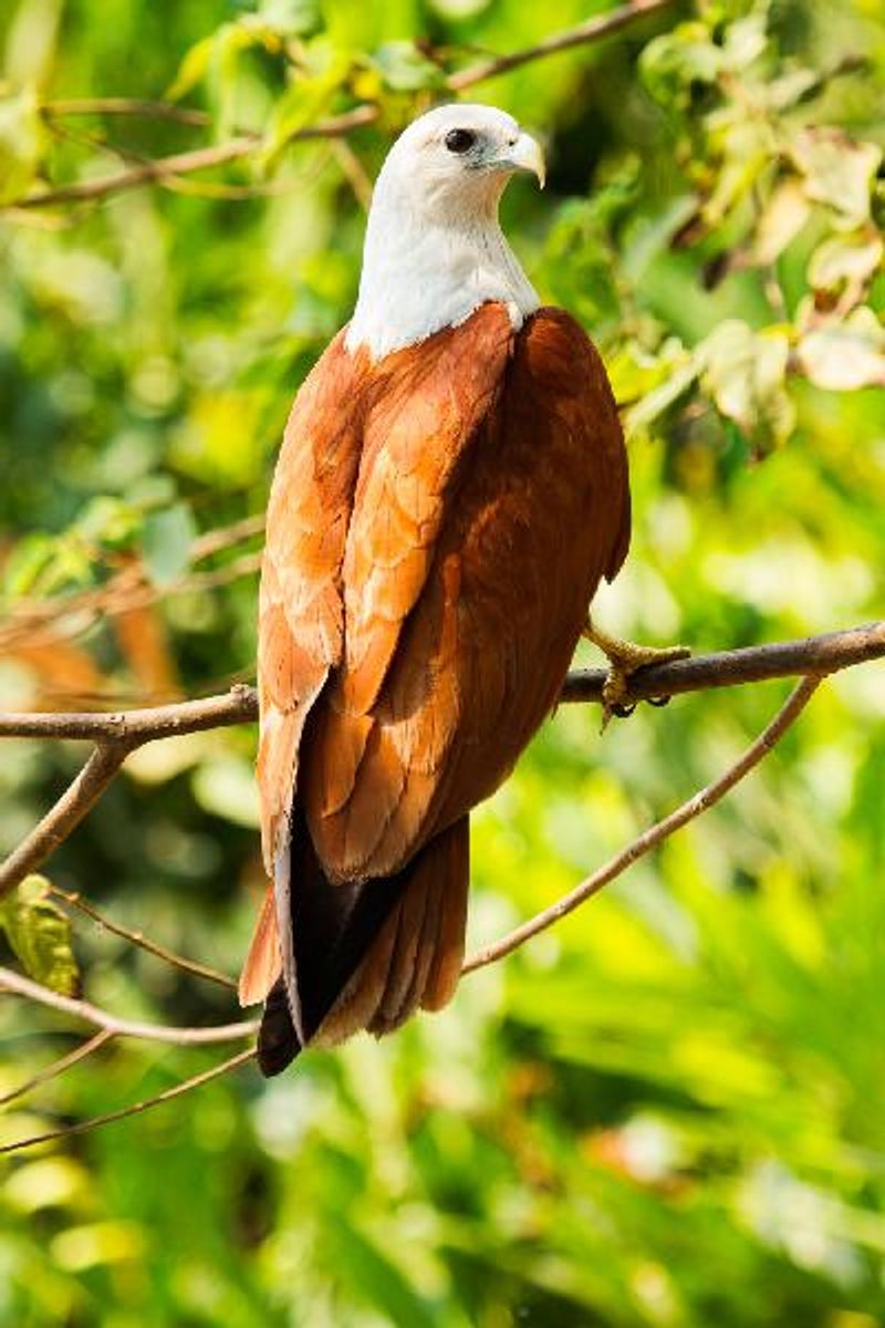 Brahminy Kite