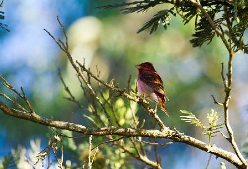 Common Rosefinch