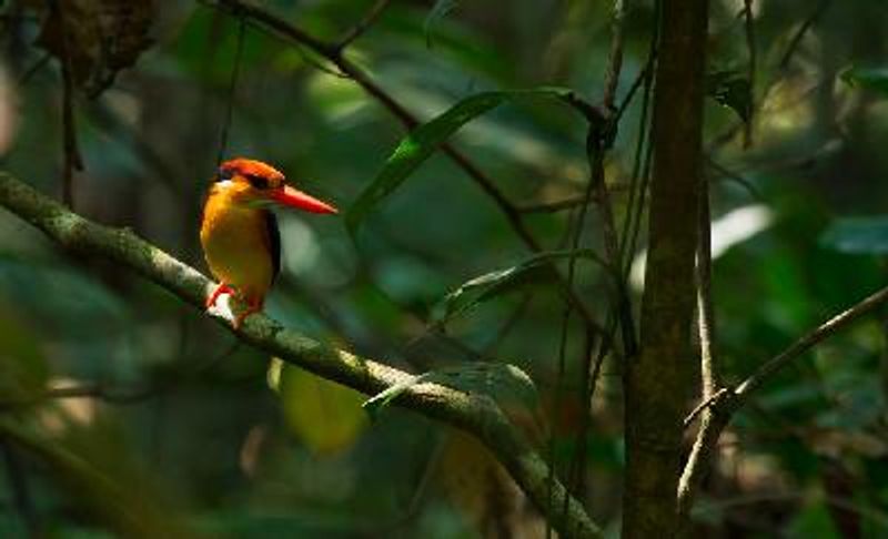 Oriental Dwarf Kingfisher