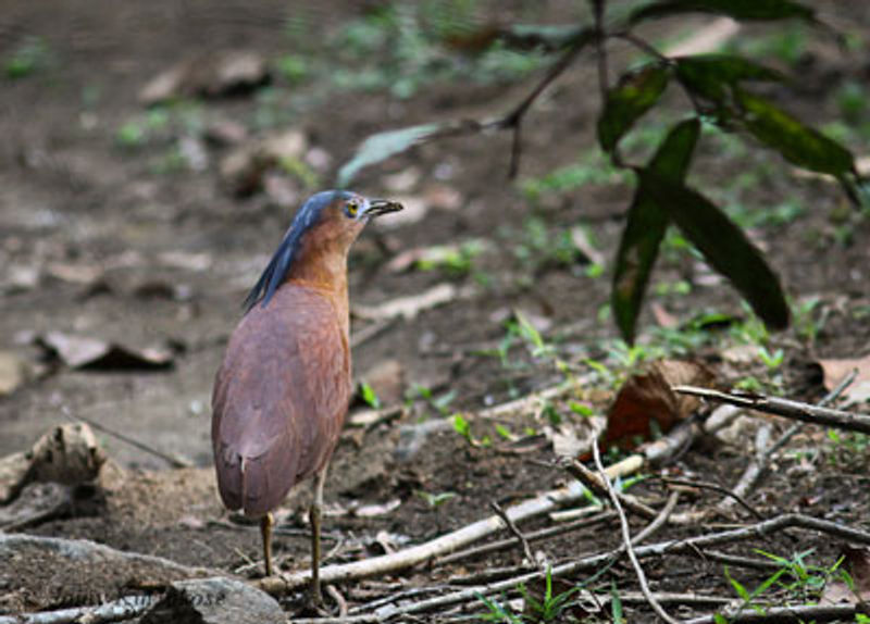 Malayan Night Heron