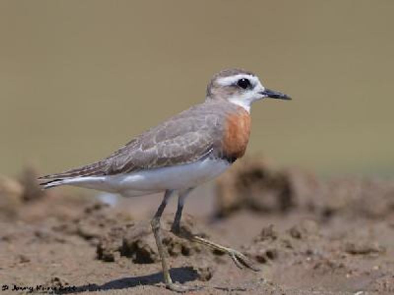 Caspian Plover
