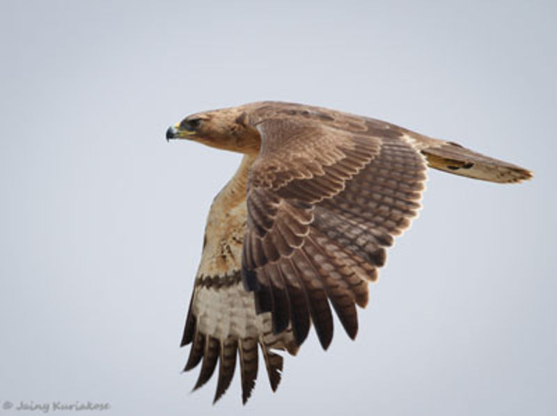 Bonelli's Eagle